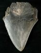 Partial Fossil Megalodon Tooth #17259-2